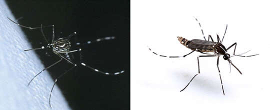 이집트숲모기(왼쪽)와 흰줄숲모기 질병관리본부 제공